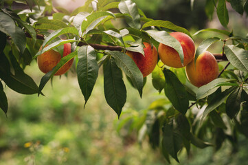 fresh peaches on the tree closeup natural organic fruits on branch
