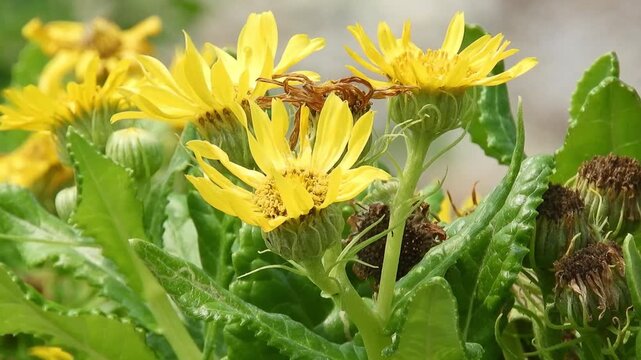 [4K] Beach Groundsel (Senecio pseudoarnica) Blooming on Sandy Shore: Vibrant Yellow Wildflowers in Aomori, Japan 【4K】海辺に咲くエゾオグルマ：砂浜を彩る鮮やかな黄色い花と、北国の海岸風景素材 撮影日：20240717-1