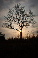 The sun rising behind a tree in winter