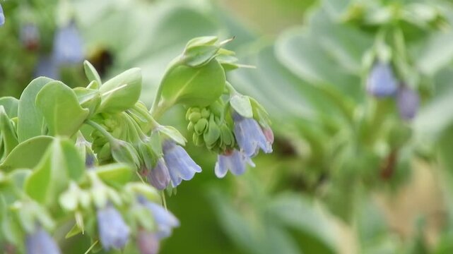 [4K] Oyster Plant (Mertensia maritima) Blooming on Sandy Beach: Blue Flowers and Glaucous Leaves in Japan 【4K】海辺の砂地に咲くハマベンケイソウ：鮮やかな青い小花と肉厚な葉を持つ海浜植物の風景 撮影日：20240717-2