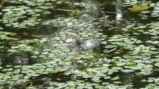 [4K] Raindrops on Water Caltrop (Trapa japonica) in Hirosaki Park Moat: Rainy Season Scenery in Japan 【4K】雨の弘前公園：お堀を埋め尽くすヒシの葉と、水面に広がる雨粒の波紋が美しい自然風景素材 撮影日：20240726-1
