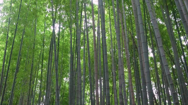Panning right of Serene Bamboo Forest. 4k 10bit footage.