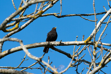 A Eurasian blackbird framed by leafless branches on a sunny winter day in Stockholm