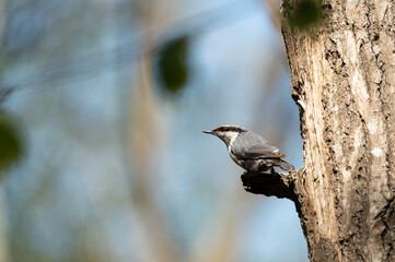  A wood nuthatch looks out from a perch on a tree in a forest in Stockholm