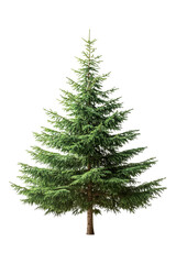 Fototapeta premium Green Pine Tree Isolated