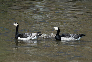 A pair of barnacle goose parents swim in a Stockholm channel with their goslings