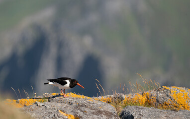 A Eruasian Oystercatcher perched on orange, lichen covered rocks in Lofoten, Norway, with sea cliffs in the background