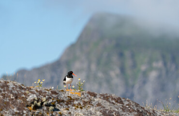 A Eurasian Oystercatcher (Haematopus ostralegus) stands in some flowers with a mountain rising in the background