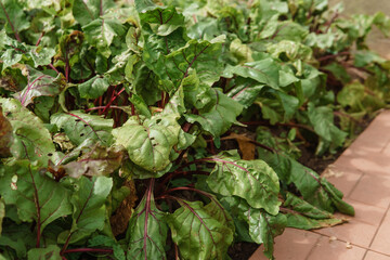 Beetroot growing in the garden. Beet tops. Life in the country.