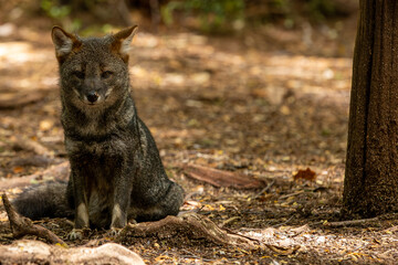 Darwins Fox (Lycalopex fulvipes) also known as Zorro chilote. Chiloé, Chile.