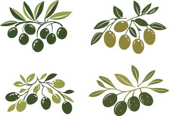 Olive Branch Illustrations