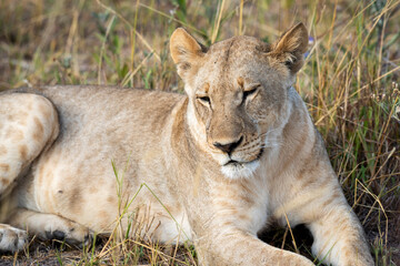 Lioness on kill in the okavango delta botswana