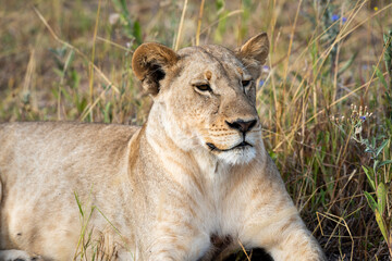 Lioness on kill in the okavango delta botswana