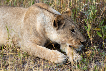 Lioness on kill in the okavango delta botswana