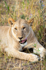 Lioness on kill in the okavango delta botswana