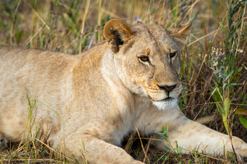 Lioness on kill in the okavango delta botswana