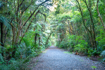 Waipoua Kauri Forest - New Zealand