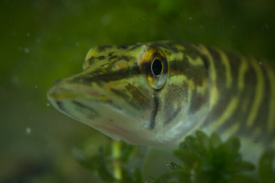 pike, esox lucius, American waterweed, elodea canadensis, Canadian, waterweed, pondweed, predatory fish, camouflage, underwater, green, head, eye, teeth