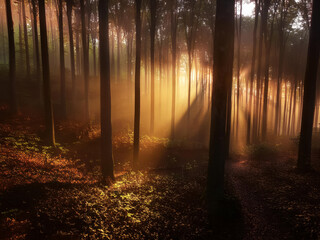 Fototapeta premium sun rays in the forest