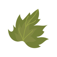 Tropical flower and leaf illustration on a white