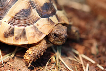 turtle on a rock