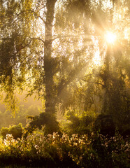 sunrise in the forest