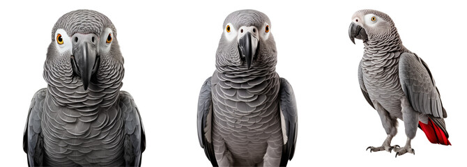 Set of African grey parrots. Wildlife photography clip out.