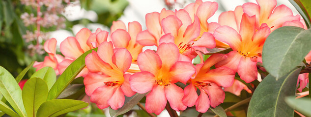 Bouquet of blooming Hawaiian tropical pink flowers plumeria. Nature floral background.
