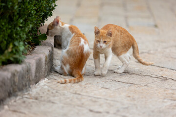 Two Stray cat in Old Town of Kotor, Montenegro