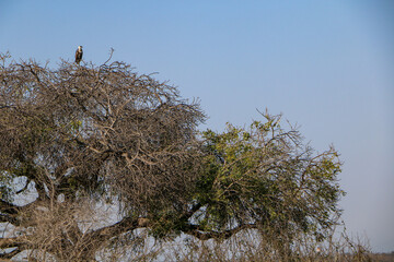 Bald eagle on a tree