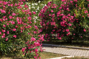 Kotor, Montenegro pink oleander flowers