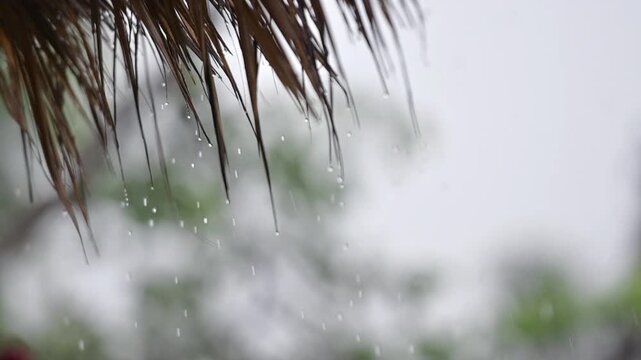 in the rainy day under cottage from thatch roof (palm leaves) with also the rain drops from that roof. Shooting in slow motion.