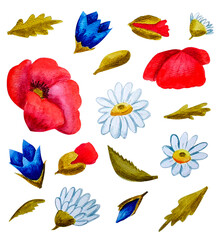 Set with bluebells, poppies and daisies. Watercolor hand painting. Wreath of meadow flowers. Botanical summer wildflower.