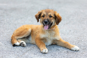 Red mutt puppy dog lying outdoor. Mixed-breed
