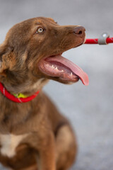 Brown mutt puppy sitting outdoor. Mix Breed dog close-up