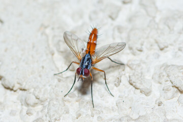 Selective focus on a Bristle Fly, genus Cylindromyia