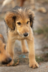 Red fuzzy mutt puppy standing outdoor. Mix Breed street dog