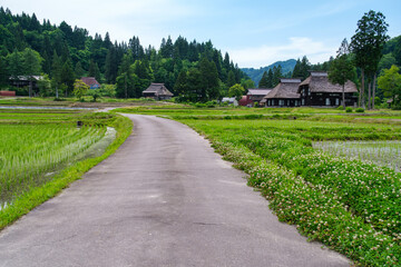 茅葺屋根と道