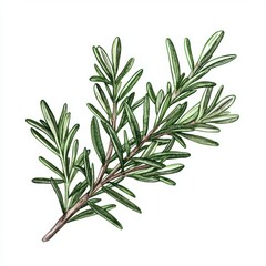 Fototapeta premium Fresh Rosemary Branch on White Background for Food or Cosmetic Design Generative AI