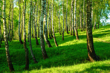 Fototapeta premium Grove of birches with young green leaves at sunset or sunrise in spring or summer.