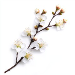 Obraz premium Delicate Plum Blossom Branch on White Background for Food or Cosmetic Design Generative AI