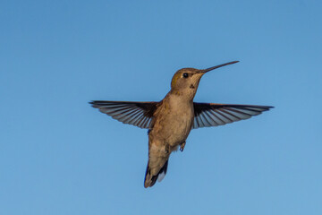 Fototapeta premium Female Black Chinned Hummingbird