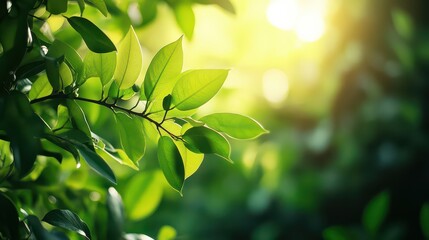 Sunlight Through Fresh Spring Leaves