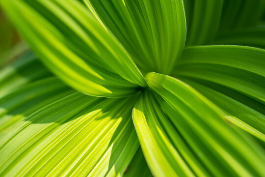 Abstract image of large green leaves of mountain herb European white hellebore (Latin Veratrum album) before blooming, fresh spring green color, abstract green floral background