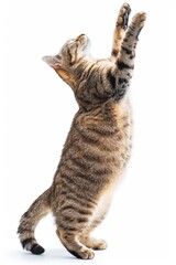 Cat Stretching on its Back Legs, Isolated on White Background, Funny Pet Moment Generative AI
