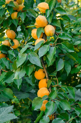 Ripe apricots