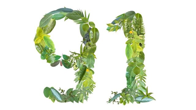 video of number 91, the number is formed from the arrangement of fallen leaves, floral concept