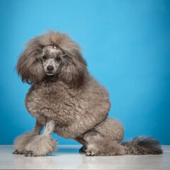 Gray poodle on a uniform background