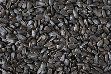 Sunflower seeds background, closeup of roasted seeds, top view
