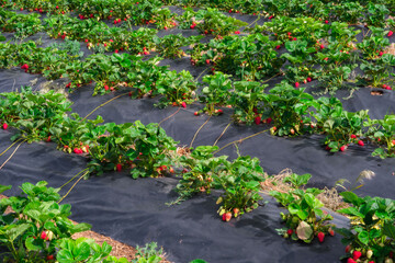 Strawberry plants,Green spring field of strawberry plants. Selective focus on unripe white and ripe red fruits growing on straw in organic garden.